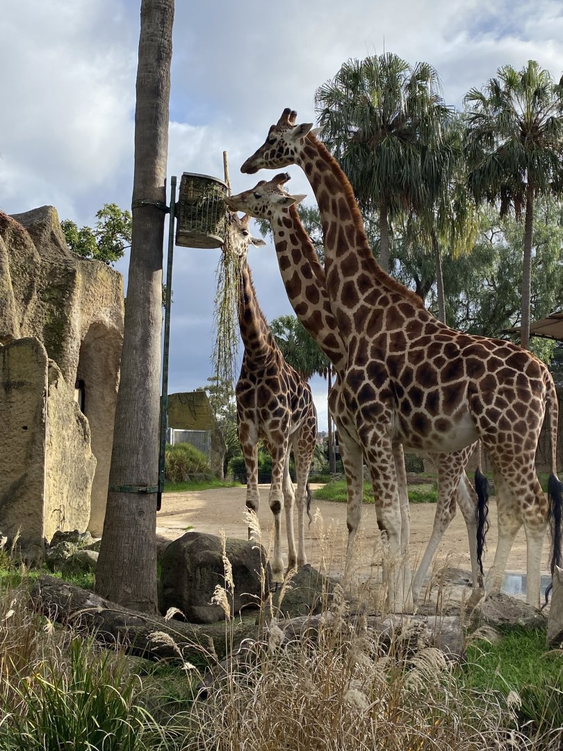 Giraffes