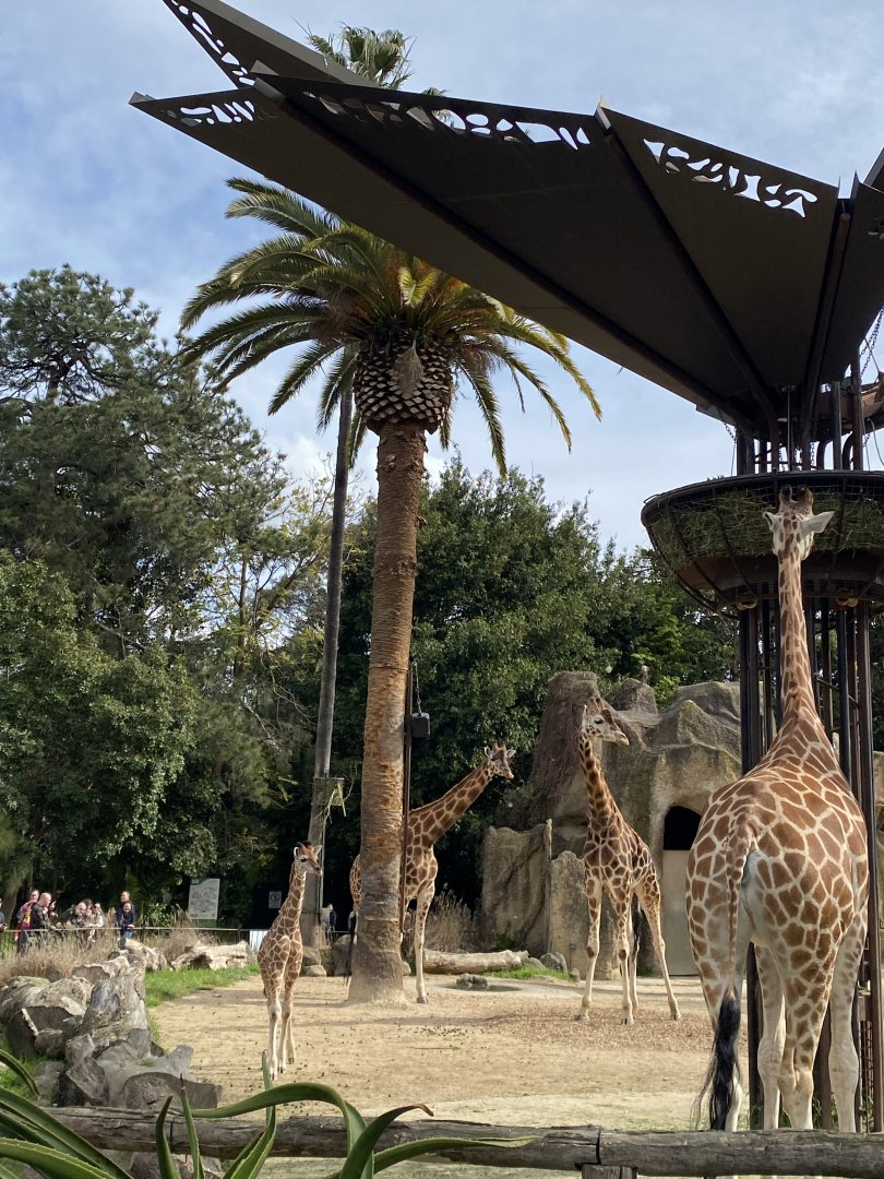 Giraffes