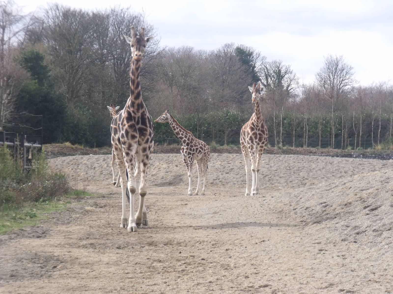 Giraffes