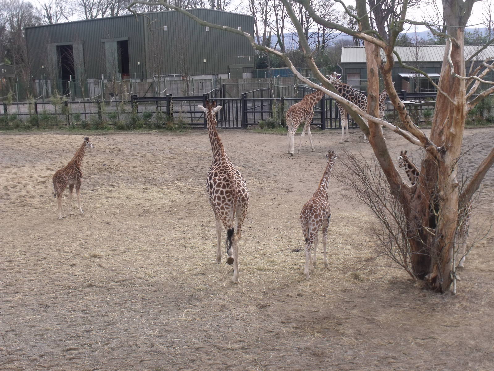 Giraffes