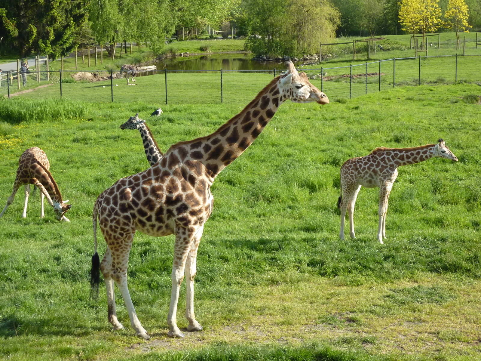 Giraffes