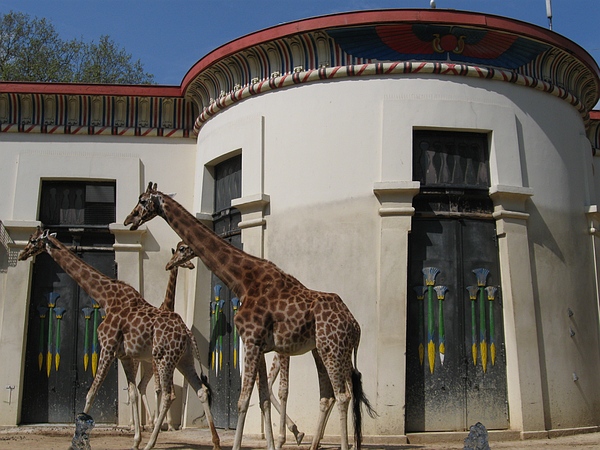 Girafs and the Egyptian Temple