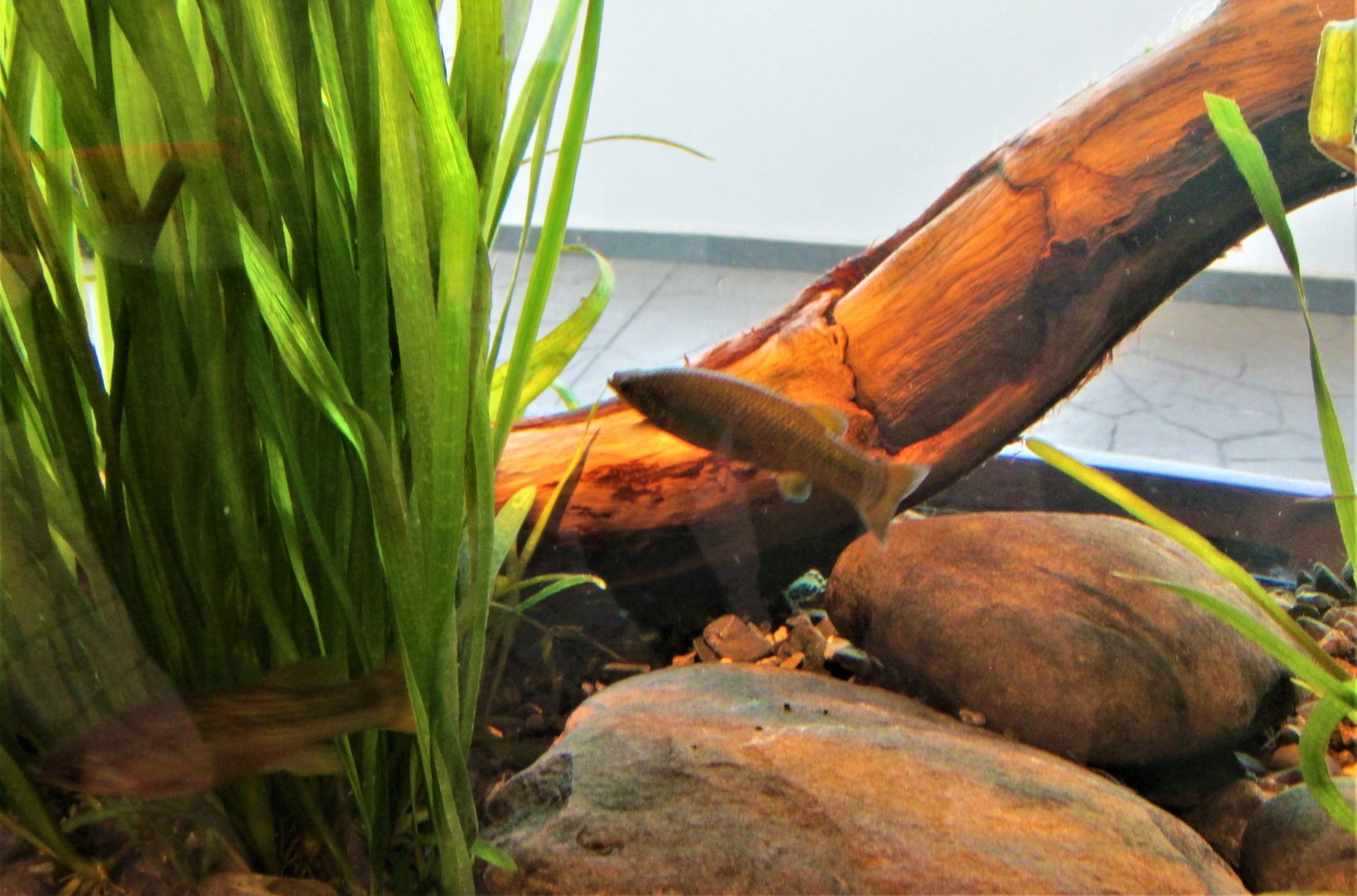 Girardidinichthys viviparus or mexclapique de la cuenca de Mexico