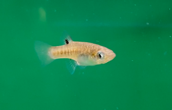 Girardinus metallicus