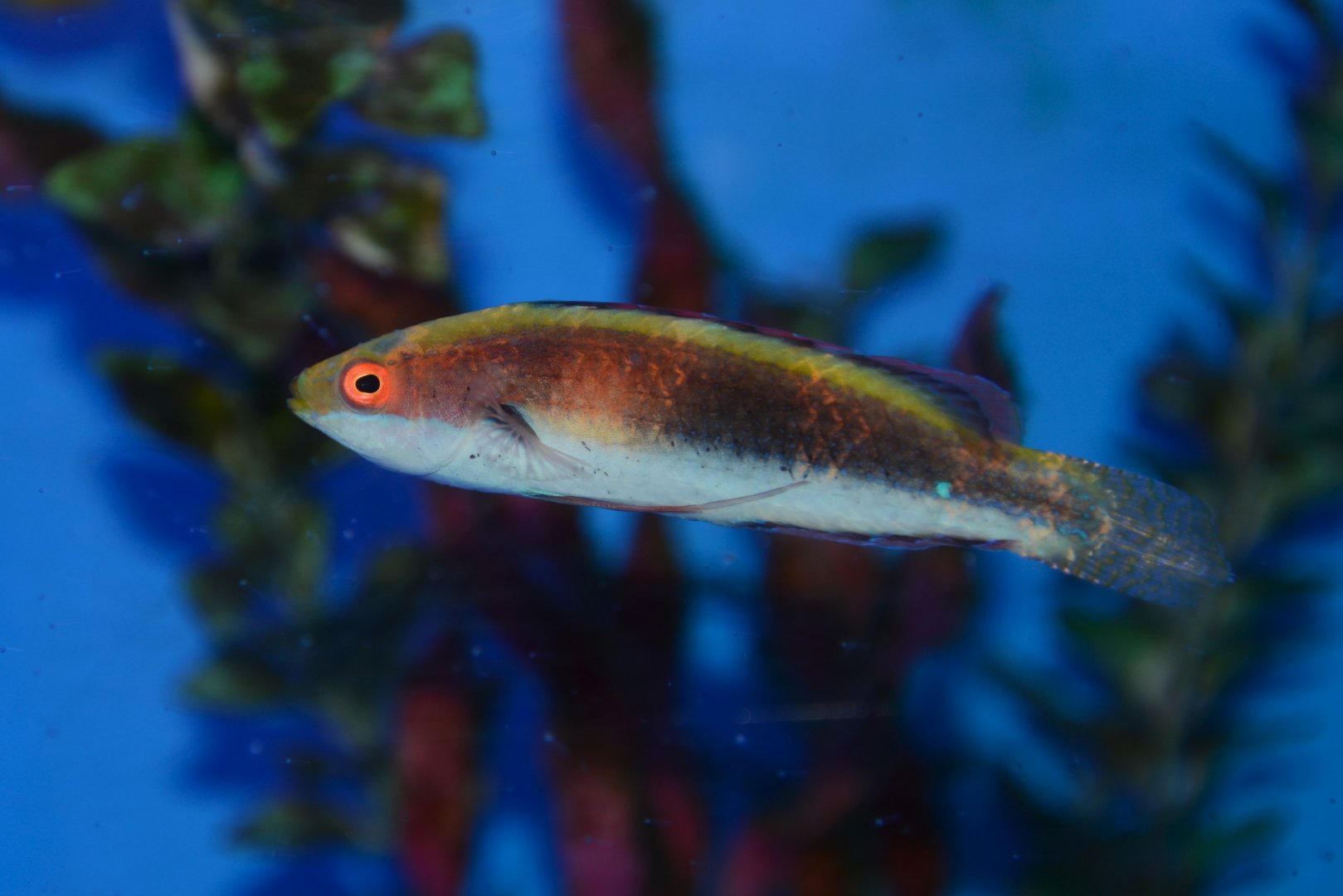 Girdled wrasse (Cirrhilabrus balteatus)