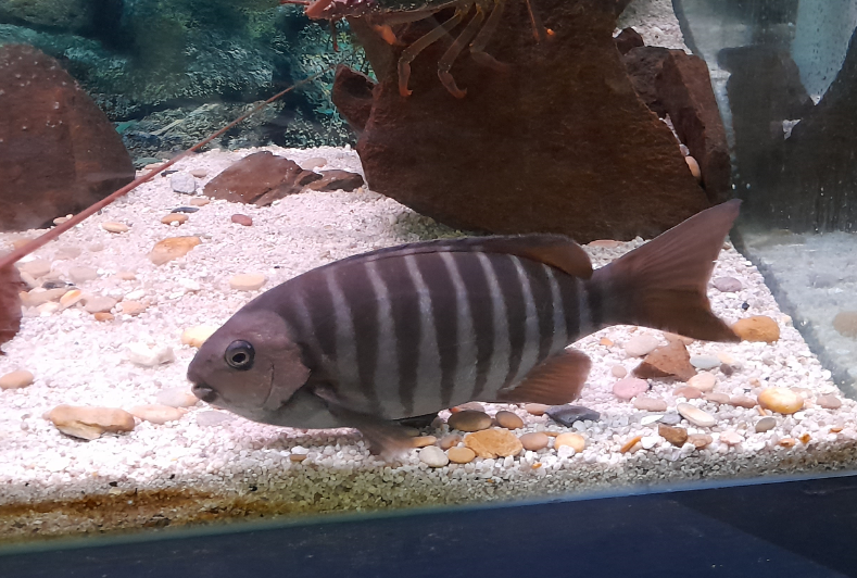 Girella zebra