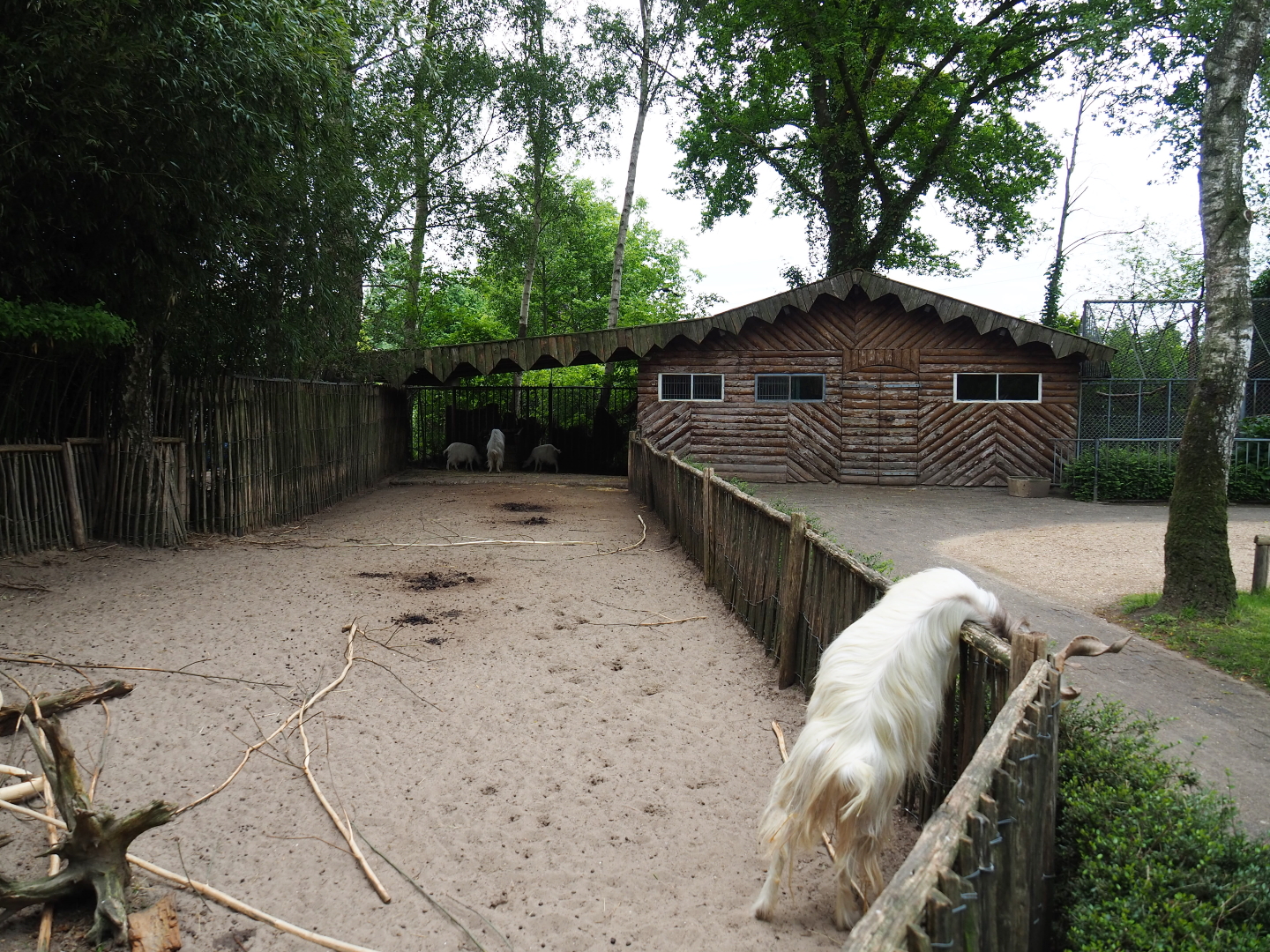 Girgentana goat and alpaca paddock, 2019-05-25