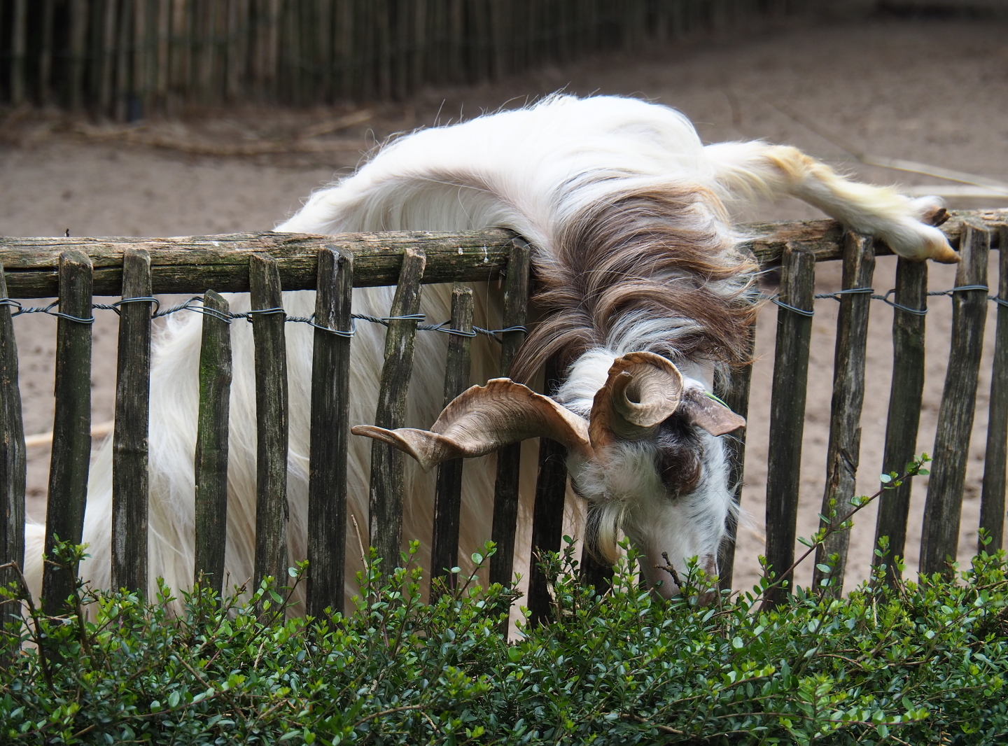 Girgentana goat (Capra aegagrus hircus), 2019-05-25