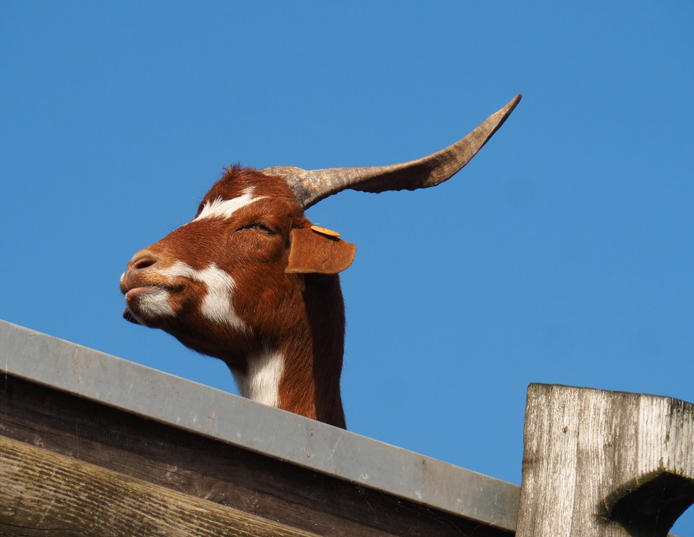 Girgentana goat (Capra aegagrus hircus), 2021-09-02