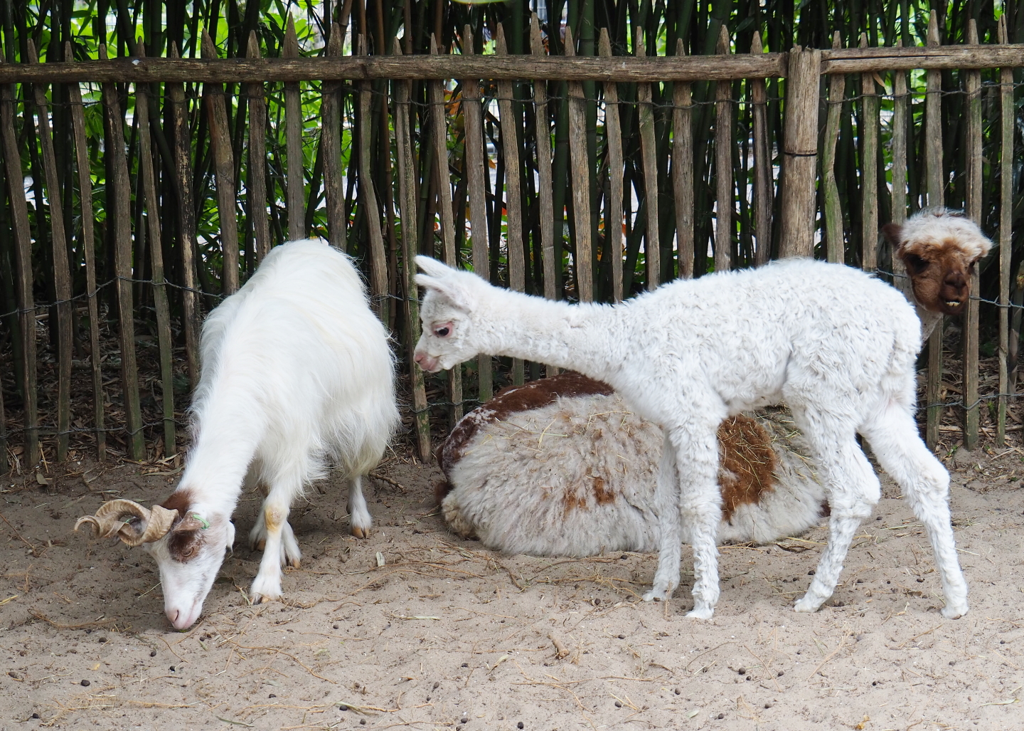 Girgentana goat (Capra aegagrus hircus) and Alpacas (Vicugna pacos), 2019-05-25