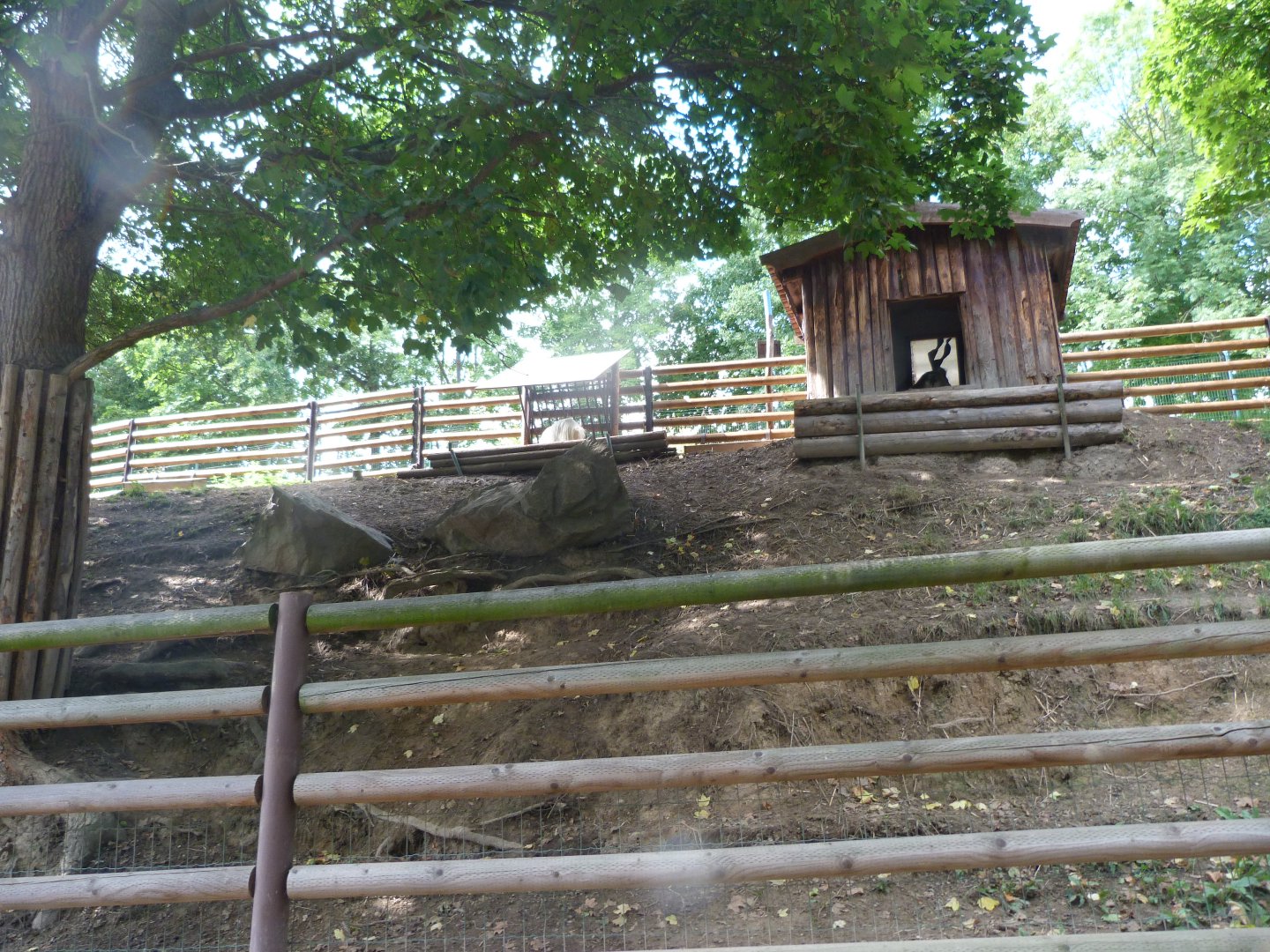 Girgentana goat exhibit -Zoo Plzeň (2025)