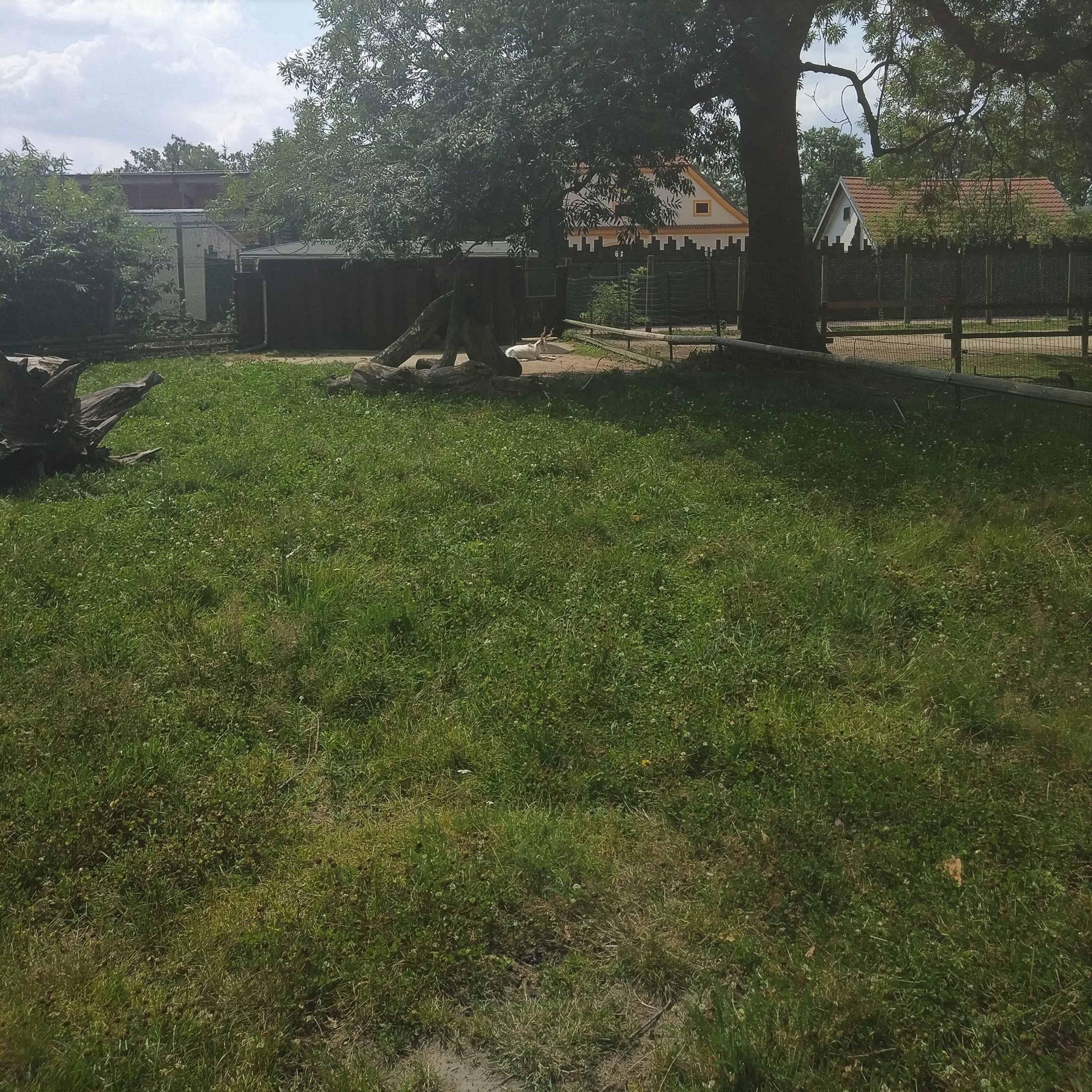 Girgentana Goat Paddock