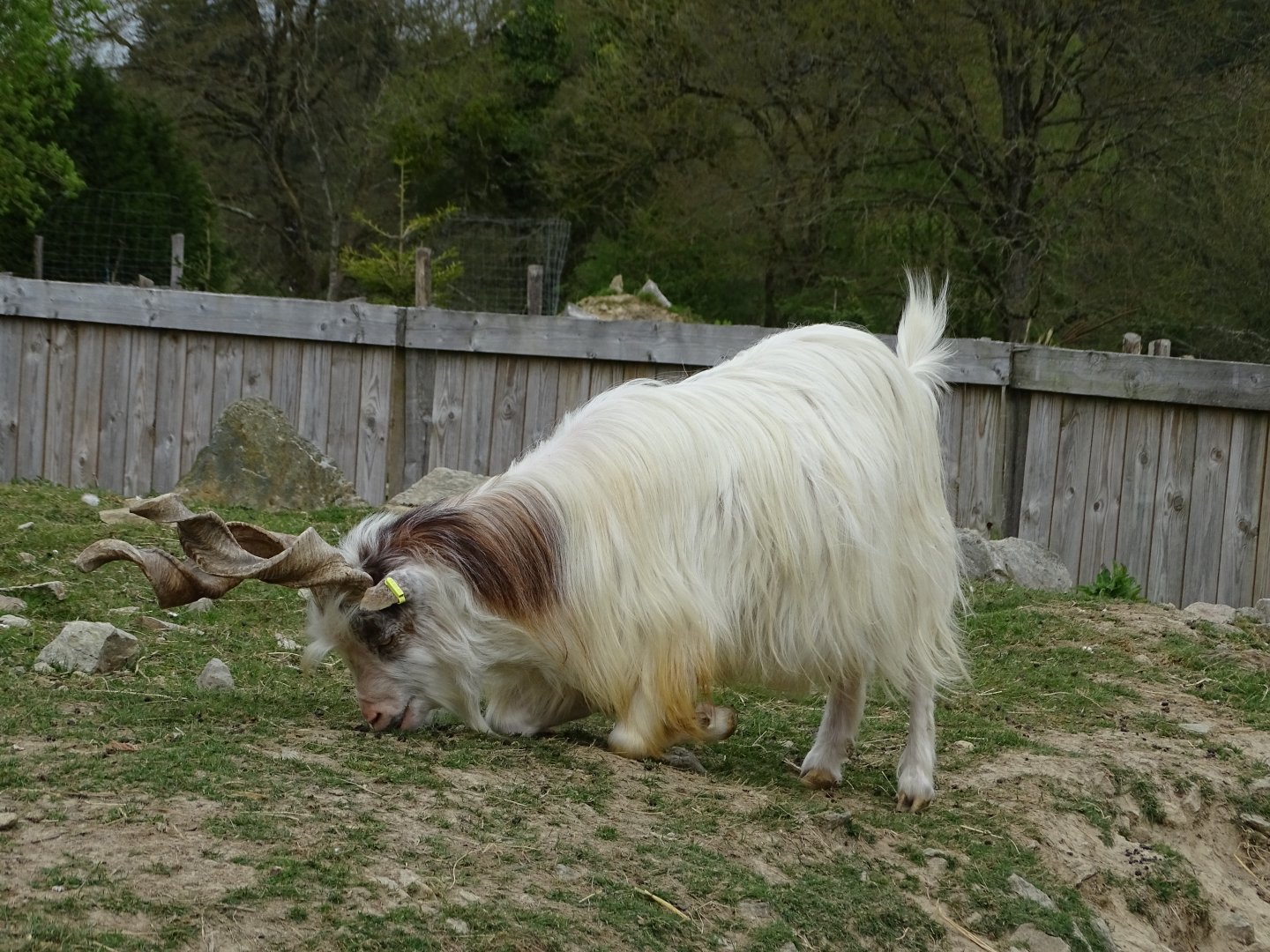 Girgentana goat - Parc animalier d'Ecouves