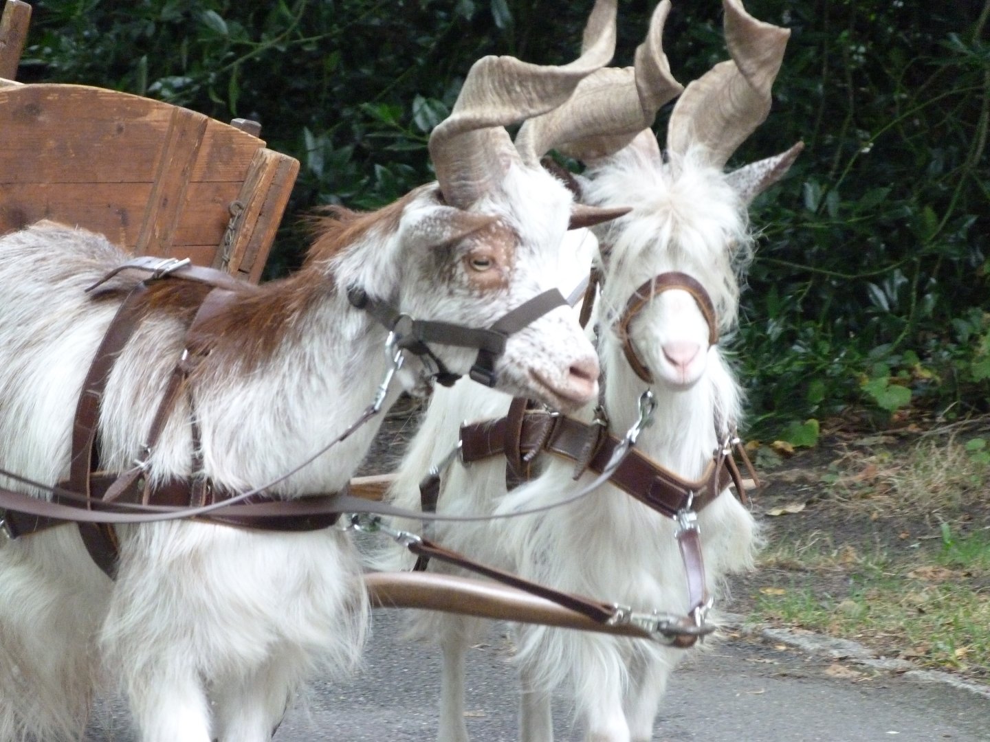 Girgentana goat -Tierpark Berlin (2024)