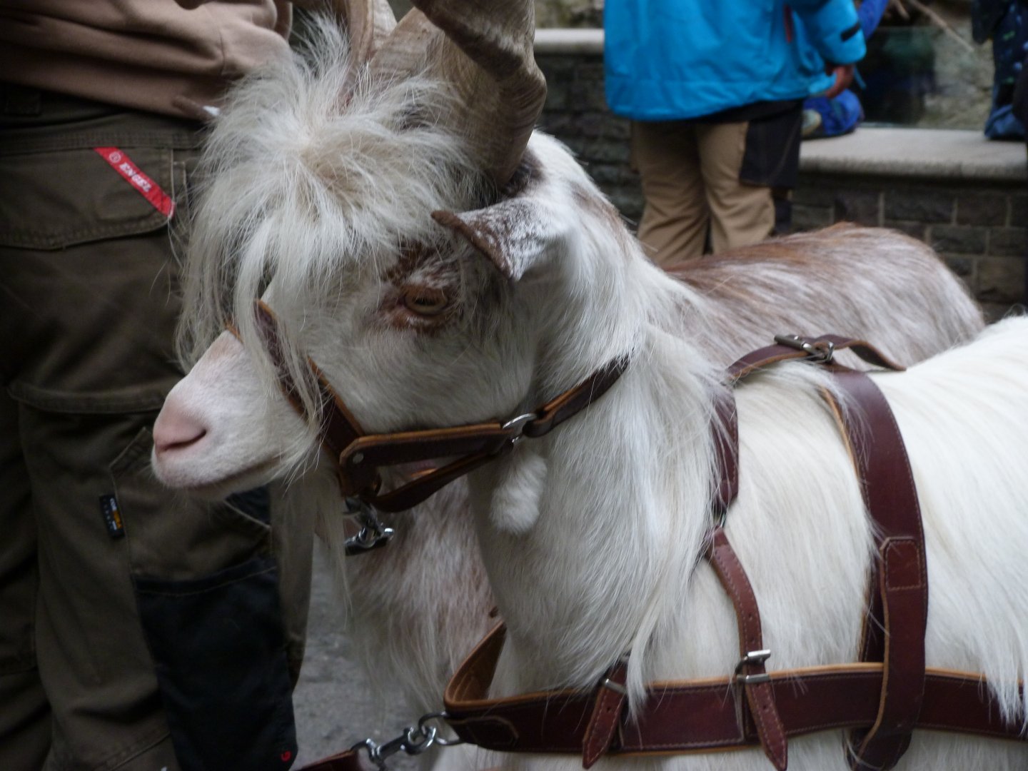 Girgentana goat -Tierpark Berlin (2024)