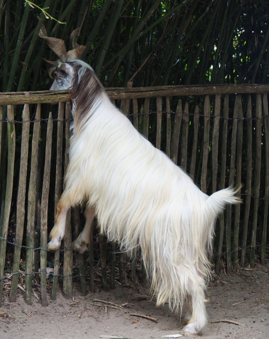 Girgentana goat trying to eat bamboo (Capra aegagrus hircus), 2019-05-25