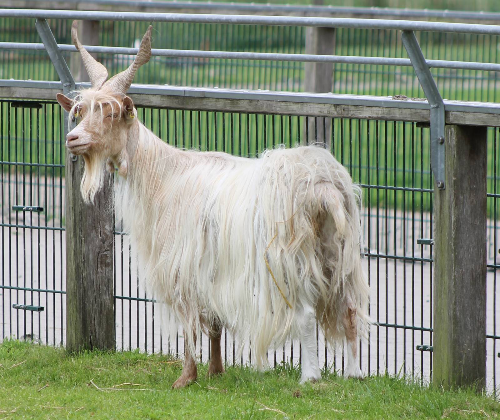 Girgentana goat
