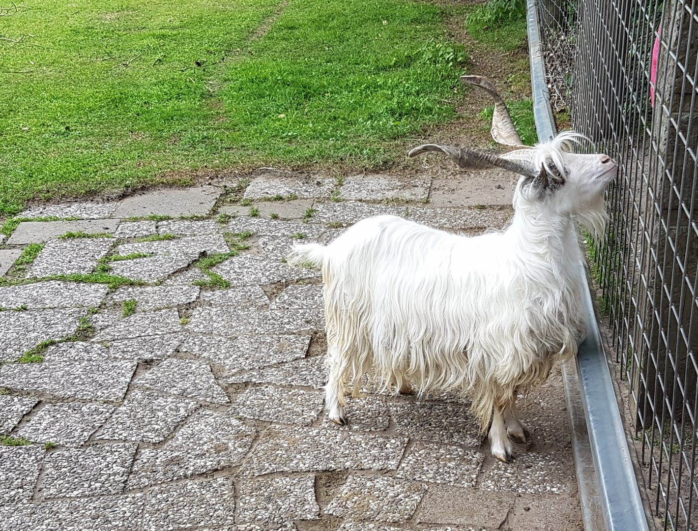 Girgentana goat