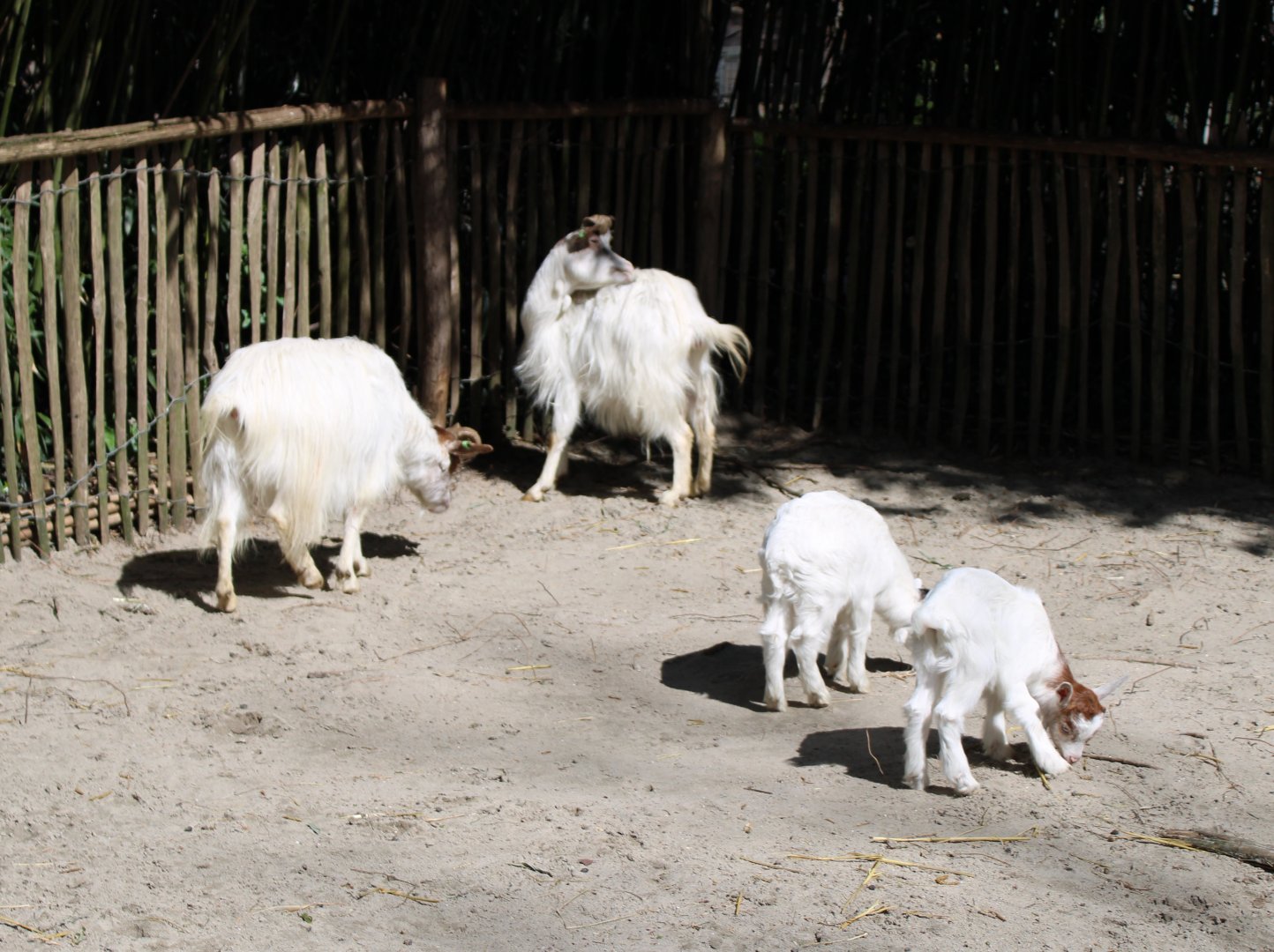 Girgentana goats