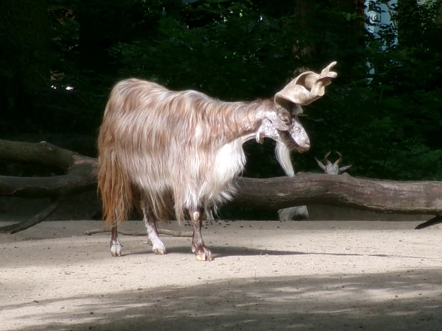 Girgetana goat