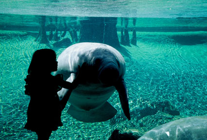 girl and manatee