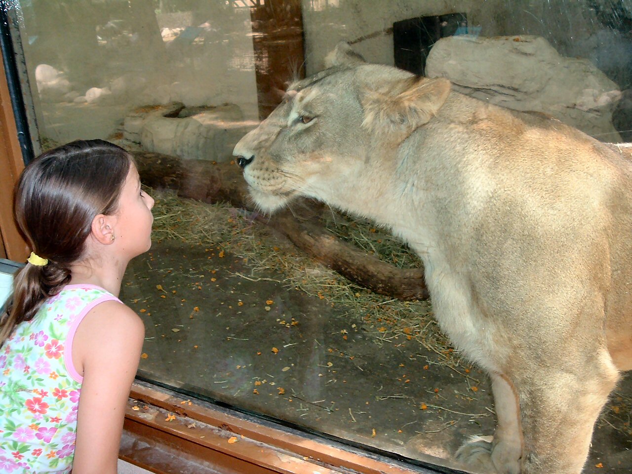 girl looking at lioness, Valencia Zoo