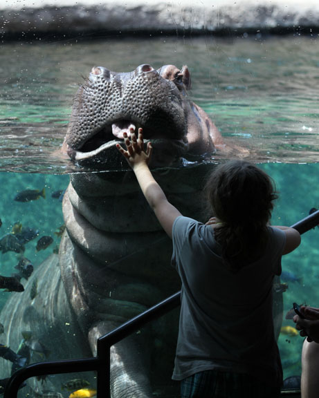 girl meets hippo