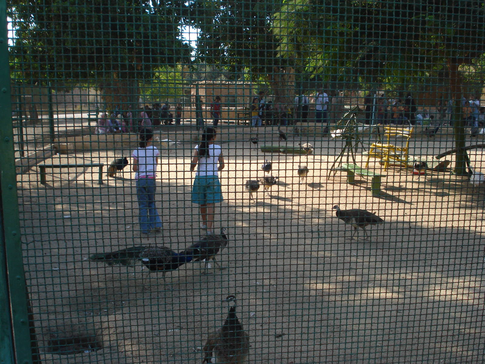 Girls in with the peafowl