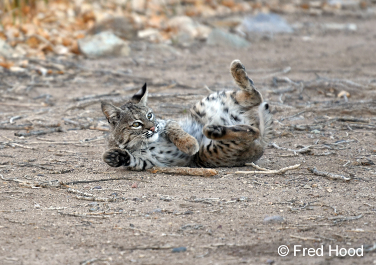 Girls just wanna have fun