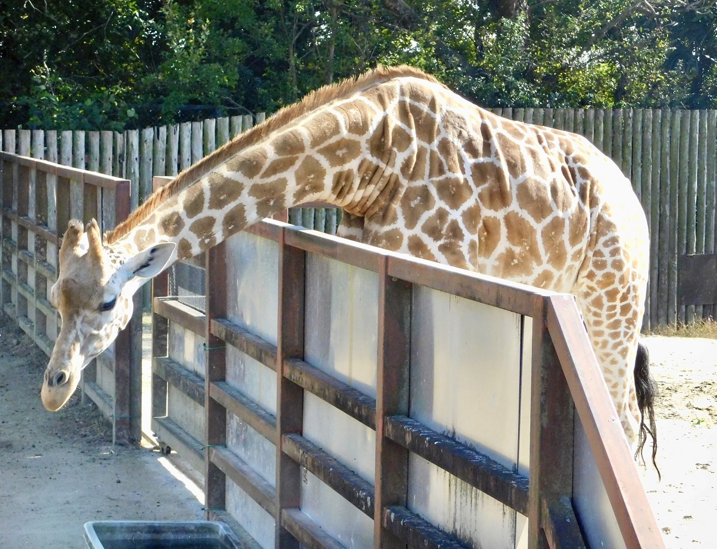Girrafe (Giraffa camelopardalis) - Tobu Zoo November 15, 2025