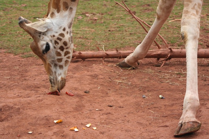 Girraffe 19 May 2010