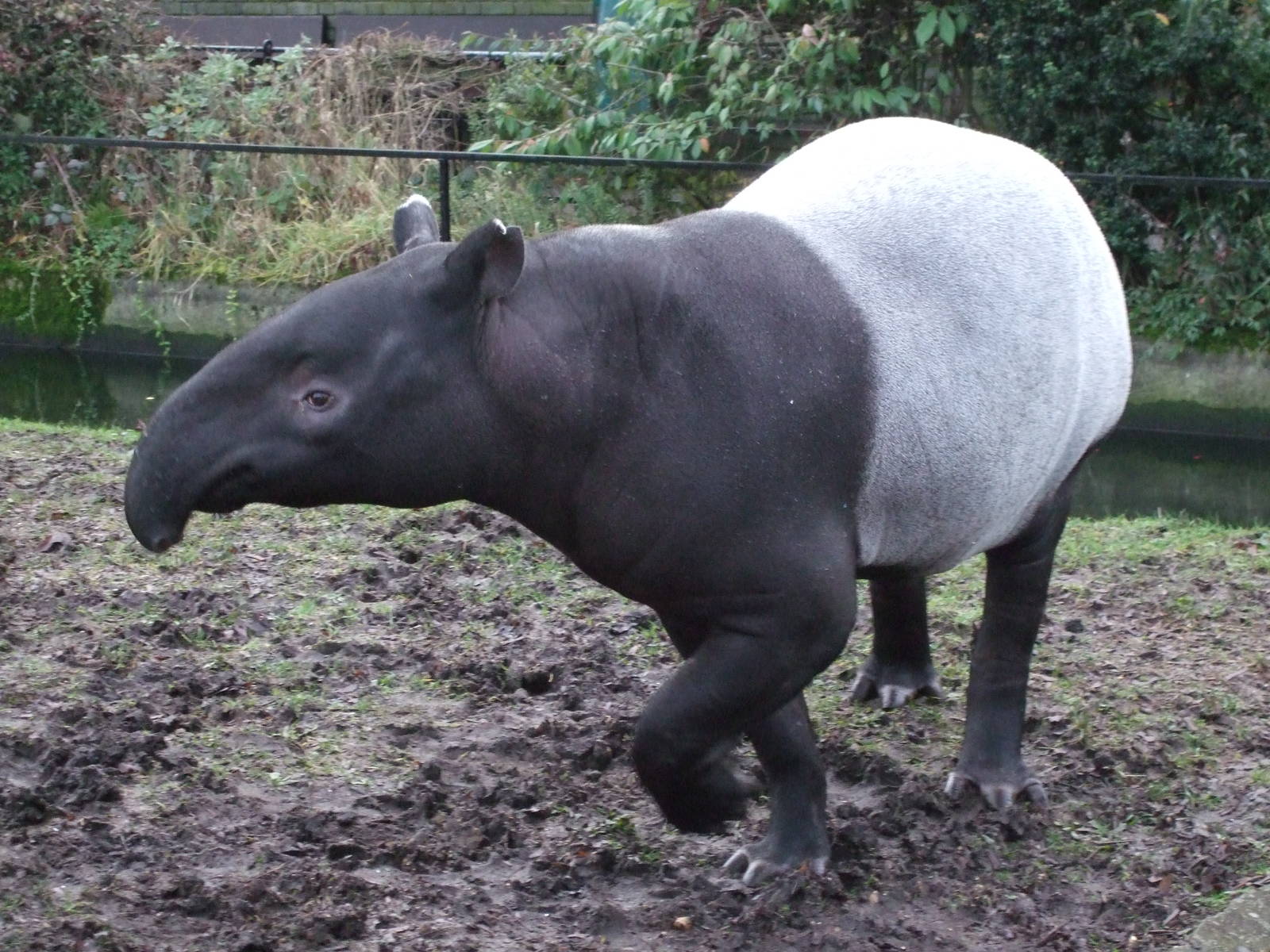 girty the malayan tapir