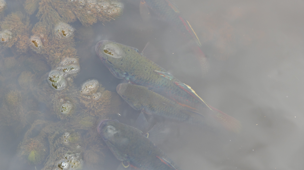 Giuris aporocephalus