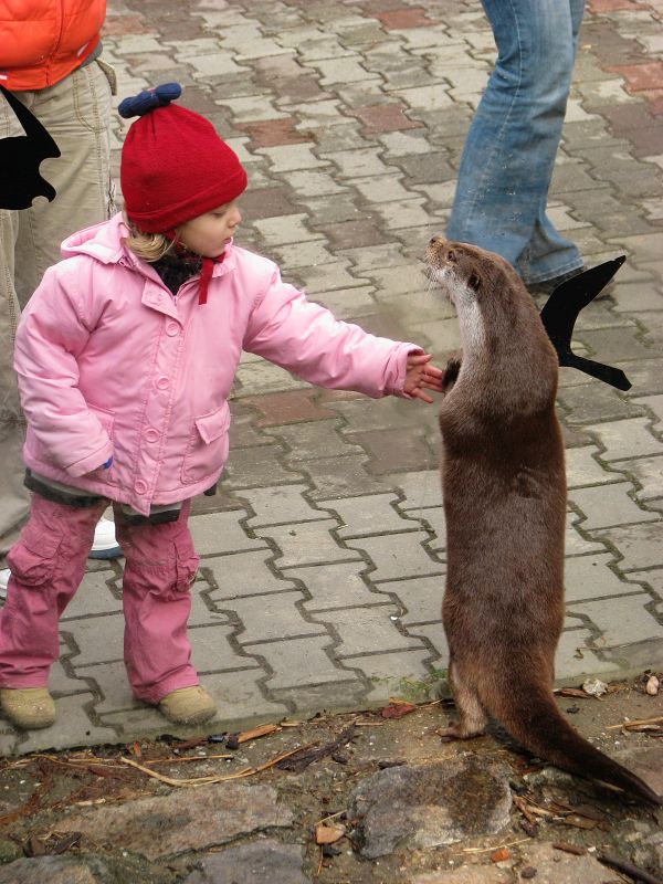 Give me paw, otter at Jihlava zoo