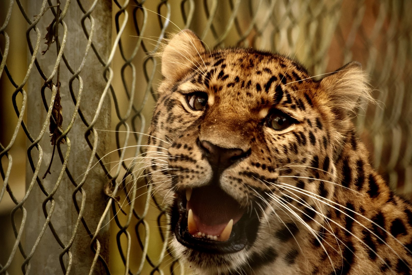 Giving a little at his keeper