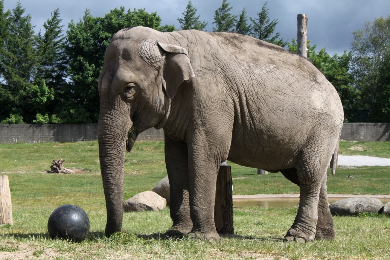 Givskud Zoo - Asian elephant