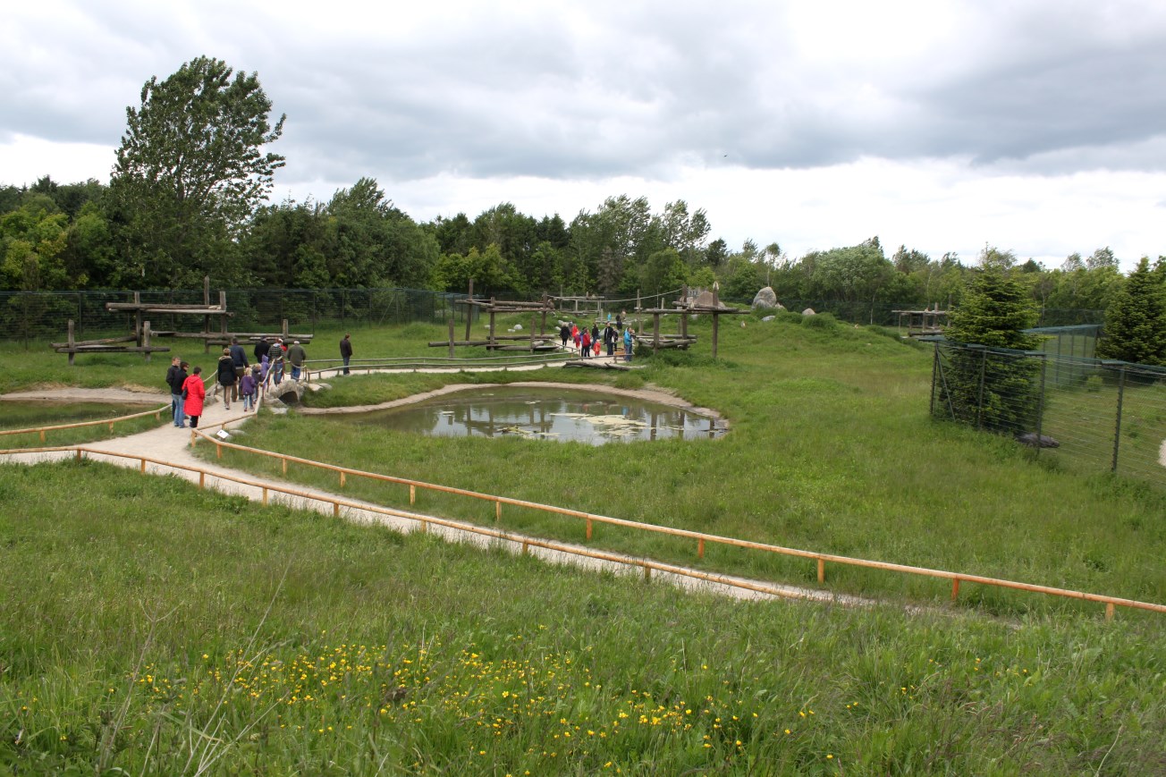 Givskud Zoo - Barbary macaque exhibit