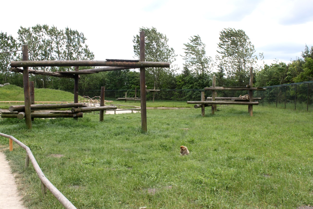 Givskud Zoo - Barbary macaque exhibit