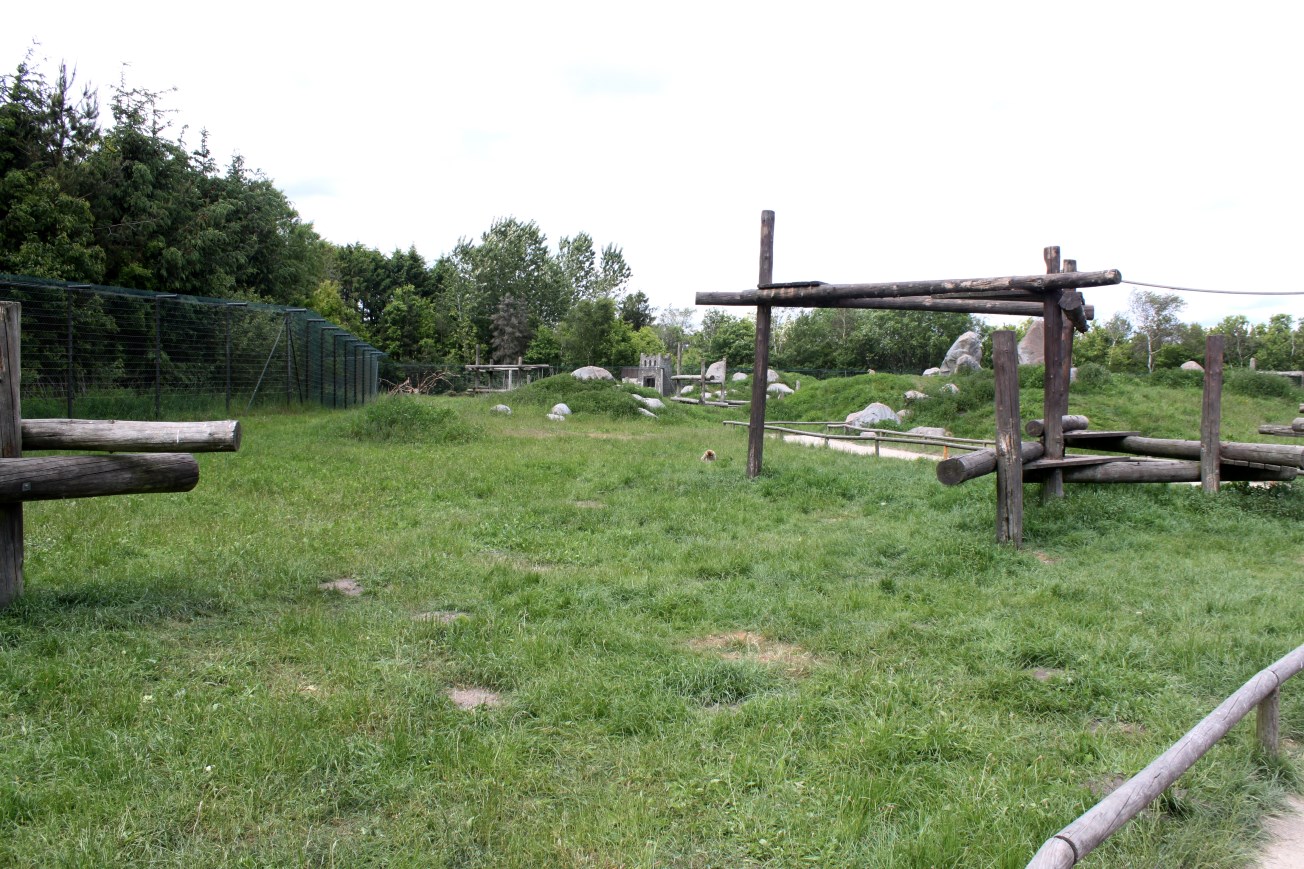 Givskud Zoo - Barbary macaque exhibit