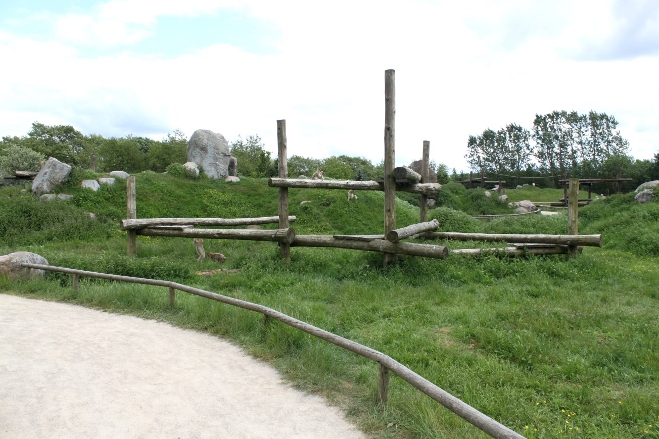 Givskud Zoo - Barbary macaque exhibit