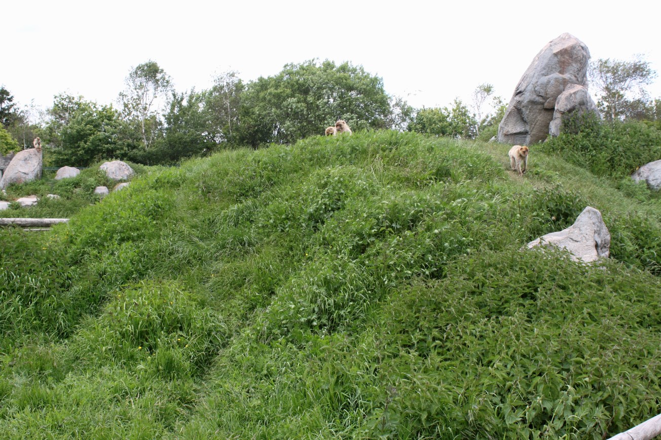 Givskud Zoo - Barbary macaque exhibit