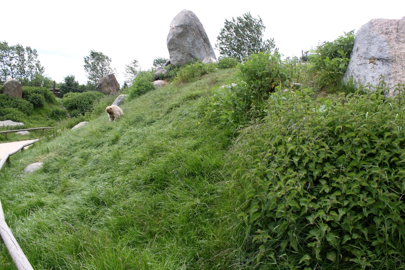 Givskud Zoo - Barbary macaque exhibit