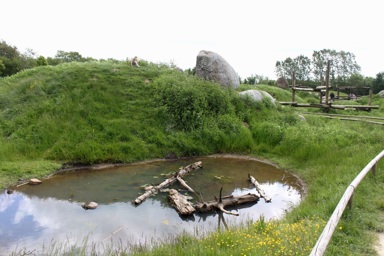 Givskud Zoo - Barbary macaque exhibit