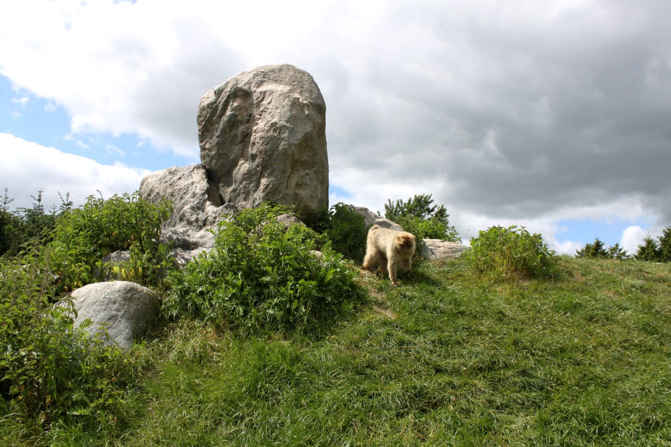 Givskud Zoo - Barbary macaque exhibit