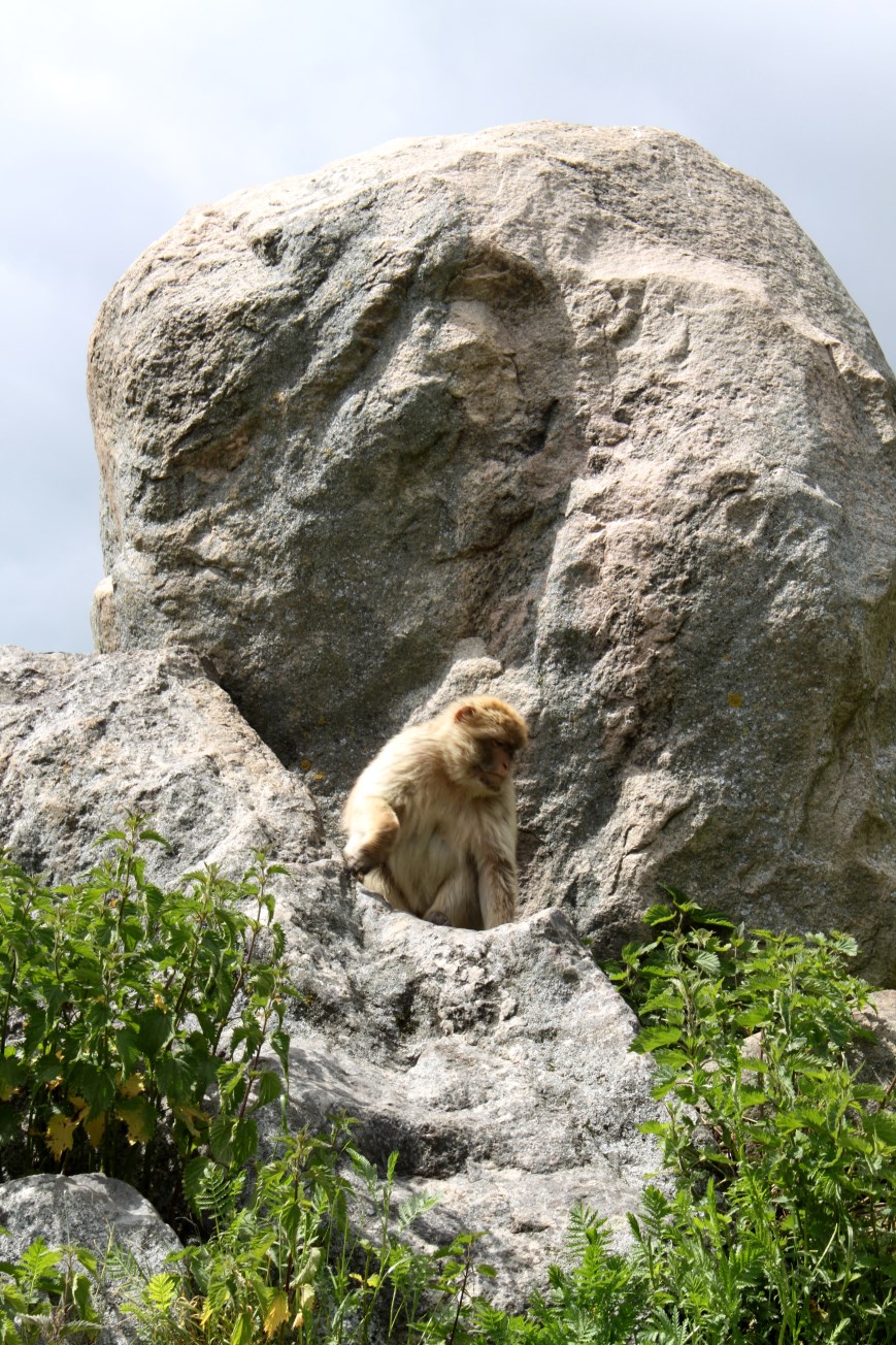 Givskud Zoo - Barbary macaque exhibit