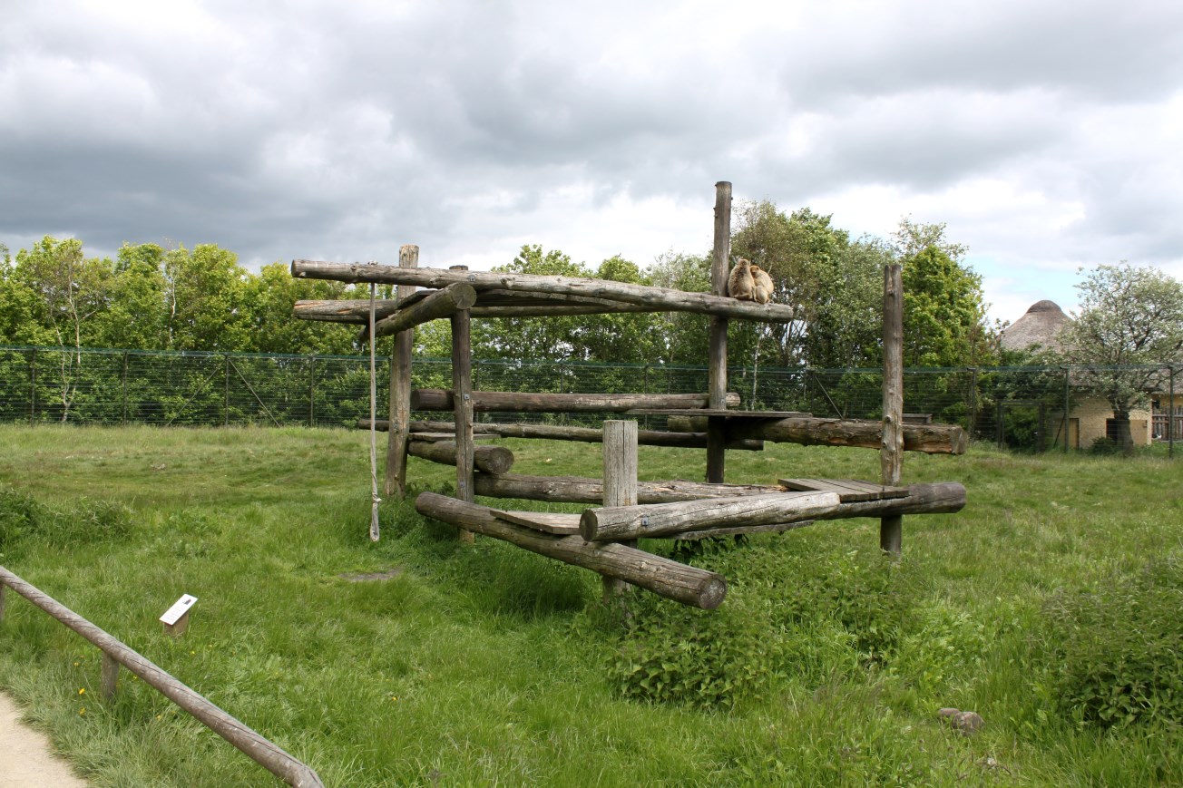 Givskud Zoo - Barbary macaque exhibit