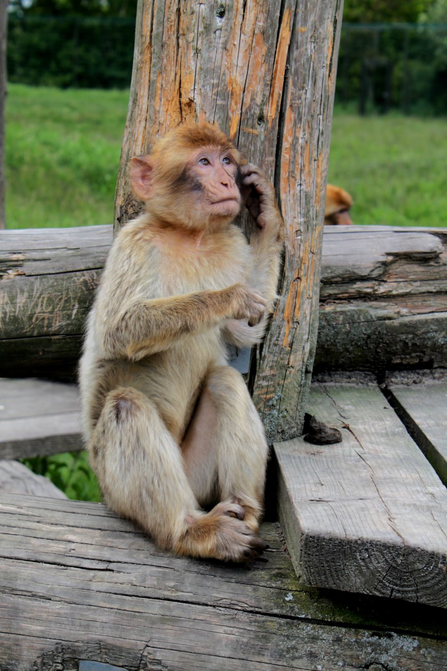 Givskud Zoo - Barbary macaque