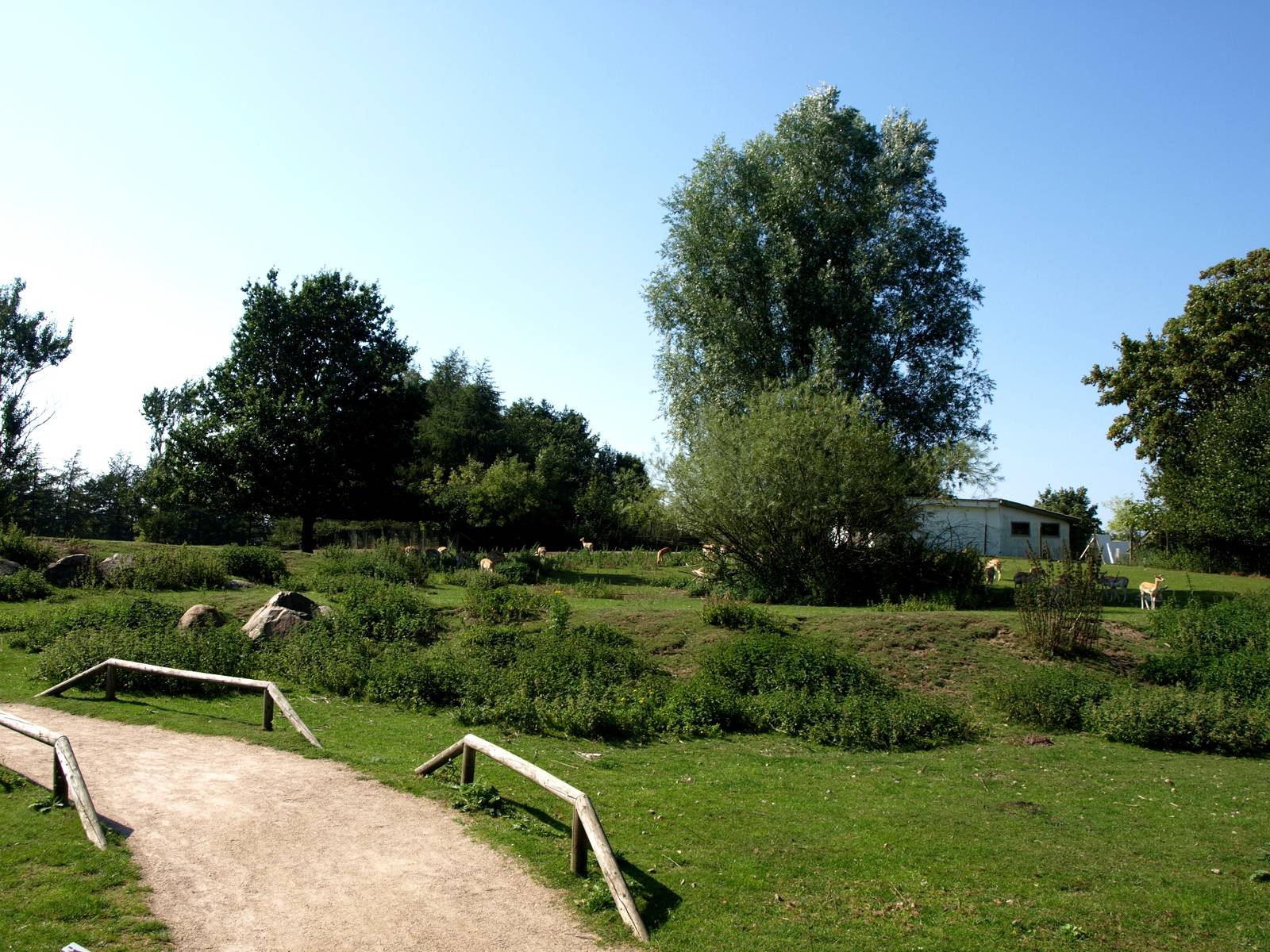 Givskud Zoo - Blackbuck enclosure