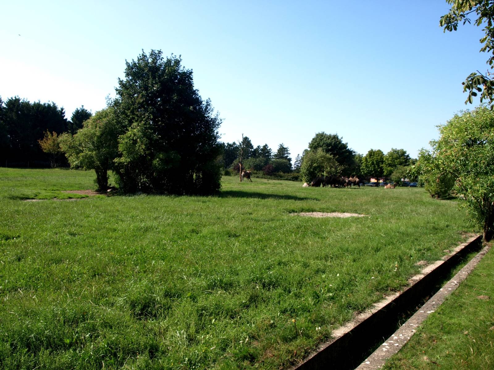 Givskud Zoo - Camel exhibit