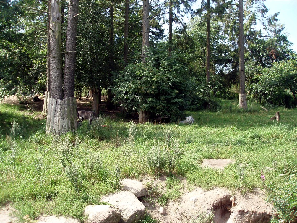 Givskud Zoo - Canadian wolves